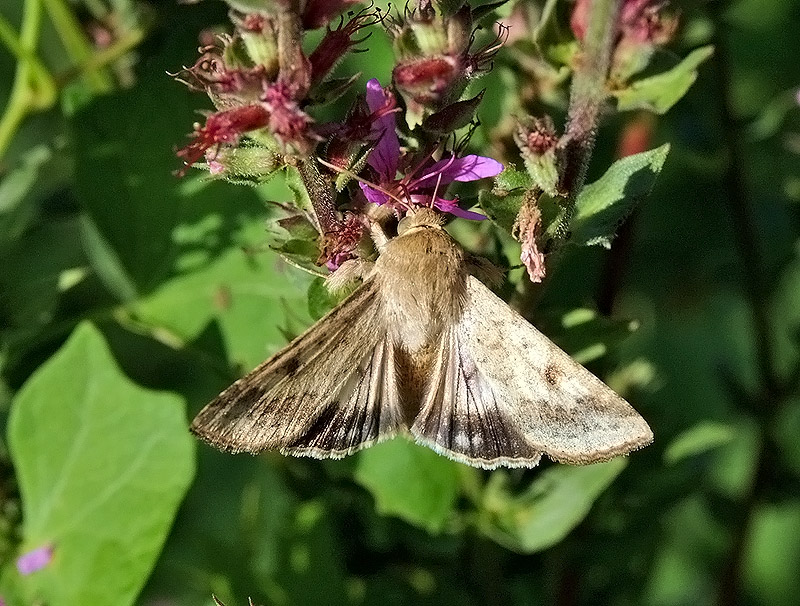 Helicoverpa armigera Noctuidae